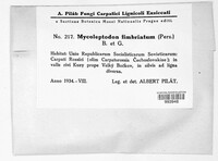 Mycoleptodon fimbriatum image